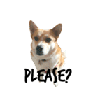 Humphrey Hamster and Lajka Dog（個別スタンプ：2）