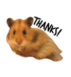Humphrey Hamster and Lajka Dog（個別スタンプ：7）