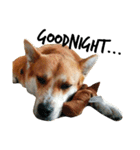 Humphrey Hamster and Lajka Dog（個別スタンプ：10）
