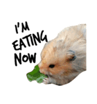 Humphrey Hamster and Lajka Dog（個別スタンプ：11）
