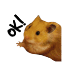 Humphrey Hamster and Lajka Dog（個別スタンプ：12）