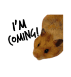 Humphrey Hamster and Lajka Dog（個別スタンプ：15）