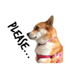 Humphrey Hamster and Lajka Dog（個別スタンプ：16）
