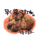 トイプードル茶坊のスタンプ3（個別スタンプ：3）