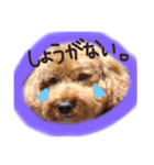 トイプードル茶坊のスタンプ3（個別スタンプ：9）