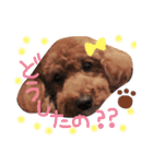 トイプードル茶坊のスタンプ3（個別スタンプ：15）