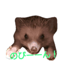 ハリネズミのきなことあんこ（個別スタンプ：1）