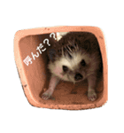 ハリネズミのきなことあんこ（個別スタンプ：5）