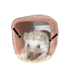 ハリネズミのきなことあんこ（個別スタンプ：9）