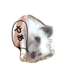 ハリネズミのきなことあんこ（個別スタンプ：10）