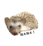 ハリネズミのきなことあんこ（個別スタンプ：13）