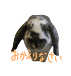 うさぎのぱんくん（個別スタンプ：2）