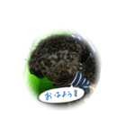 トイプードル のゎぽー（個別スタンプ：7）