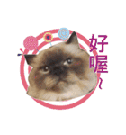 Fat cat lala and dog ball daily（個別スタンプ：2）