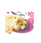 Fat cat lala and dog ball daily（個別スタンプ：14）