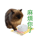 Fat cat lala and dog ball daily（個別スタンプ：15）