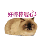 Fat cat lala and dog ball daily（個別スタンプ：20）