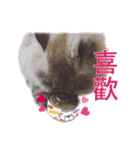 Fat cat lala and dog ball daily（個別スタンプ：34）