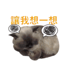 Fat cat lala and dog ball daily（個別スタンプ：40）