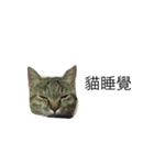 meow meow meow meow meow meow（個別スタンプ：1）