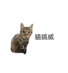 meow meow meow meow meow meow（個別スタンプ：2）