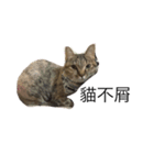 meow meow meow meow meow meow（個別スタンプ：3）