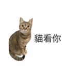 meow meow meow meow meow meow（個別スタンプ：4）