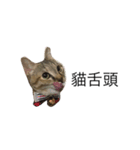meow meow meow meow meow meow（個別スタンプ：5）
