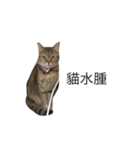meow meow meow meow meow meow（個別スタンプ：6）