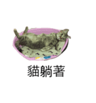 meow meow meow meow meow meow（個別スタンプ：7）