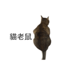 meow meow meow meow meow meow（個別スタンプ：8）