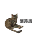 meow meow meow meow meow meow（個別スタンプ：9）