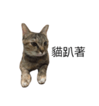 meow meow meow meow meow meow（個別スタンプ：11）