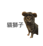 meow meow meow meow meow meow（個別スタンプ：12）