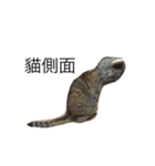 meow meow meow meow meow meow（個別スタンプ：13）