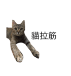 meow meow meow meow meow meow（個別スタンプ：14）