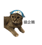 meow meow meow meow meow meow（個別スタンプ：15）