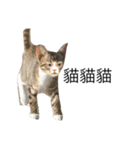 meow meow meow meow meow meow（個別スタンプ：16）