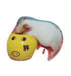 Guinea pig tian tian（個別スタンプ：1）