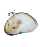Guinea pig tian tian（個別スタンプ：2）