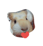 Guinea pig tian tian（個別スタンプ：3）
