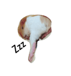Guinea pig tian tian（個別スタンプ：4）