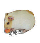 Guinea pig tian tian（個別スタンプ：5）