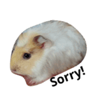 Guinea pig tian tian（個別スタンプ：6）