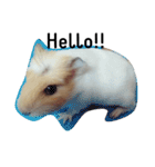 Guinea pig tian tian（個別スタンプ：8）