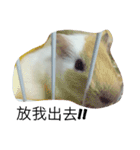 Guinea pig tian tian（個別スタンプ：9）