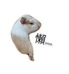 Guinea pig tian tian（個別スタンプ：10）