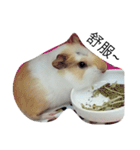 Guinea pig tian tian（個別スタンプ：11）