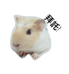 Guinea pig tian tian（個別スタンプ：12）
