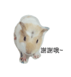 Guinea pig tian tian（個別スタンプ：13）